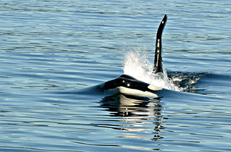 Whale